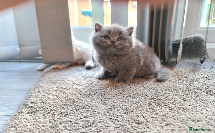 British Shorthair cats - Advert 5