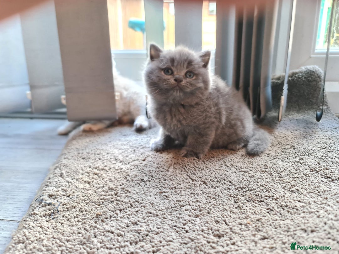 British Shorthair cats for sale: ❤️ British Shorthair Kittens   💙  - Image 1