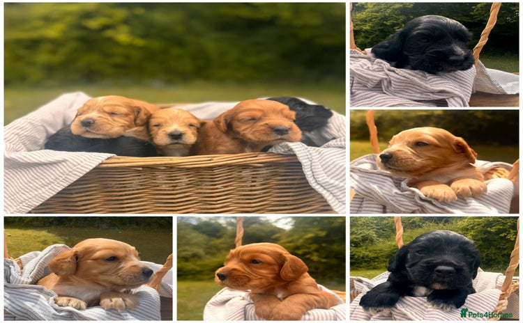Cocker Spaniel dogs - Advert 11