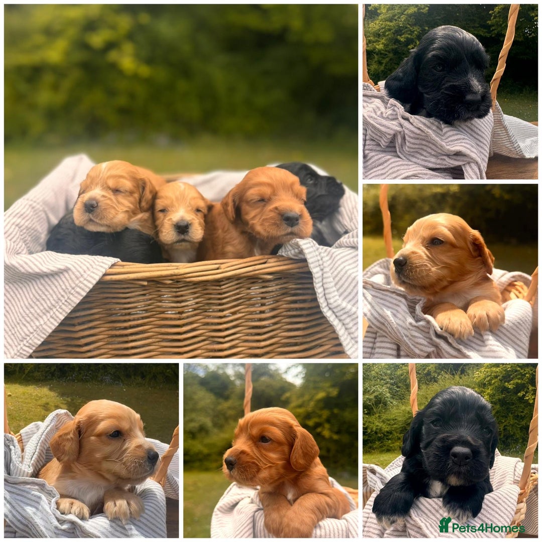 Cocker Spaniel dogs for sale: Working Cocker Spaniel Puppies  - Image 1