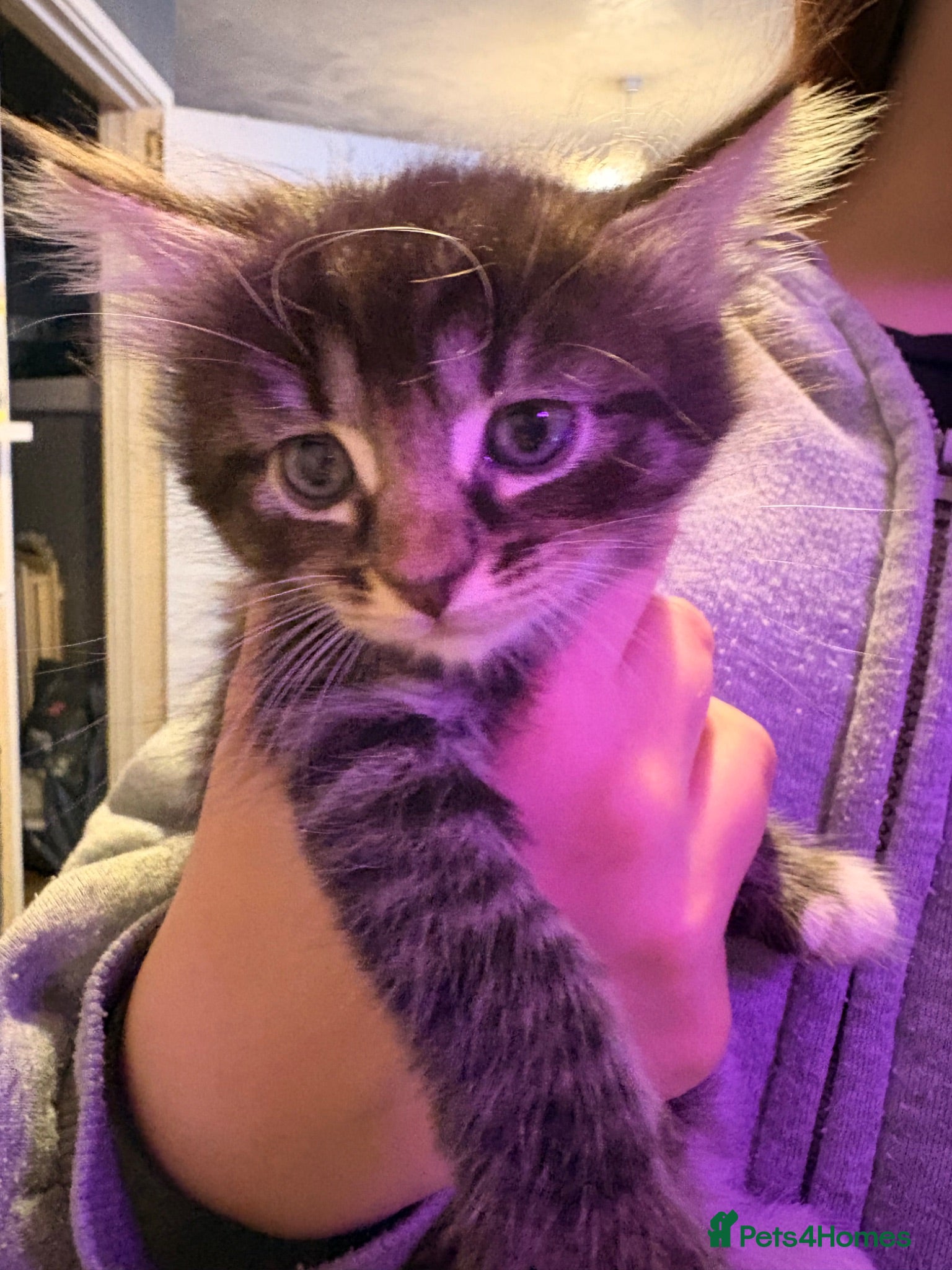British Longhair cats 5 beautiful kittens looking for forever homes - Advert 18