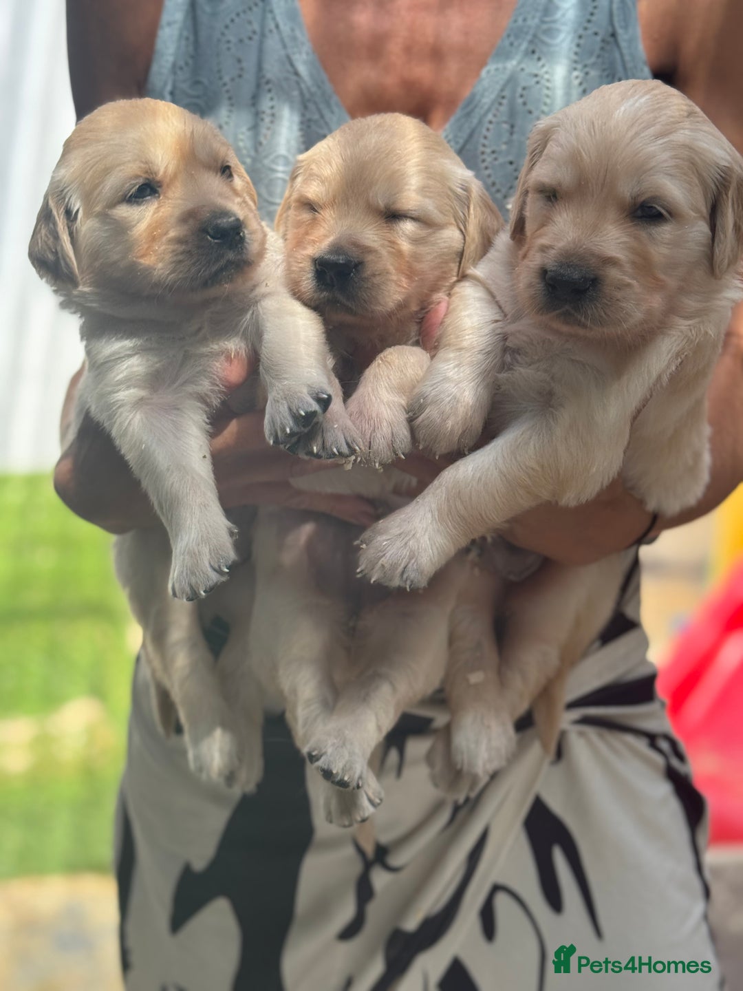 Golden Retriever dogs for sale: 9 gorgeous golden retriever pups  - Image 19