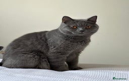 British Shorthair cats for sale: GCCF ACTIVE BRITISH SHORTHAIR MALE KITTENS - Image 10