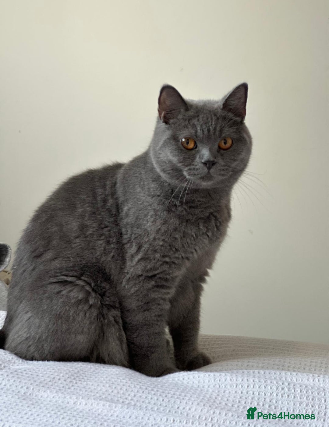 British Shorthair cats for sale: GCCF ACTIVE BRITISH SHORTHAIR MALE KITTENS - Image 10