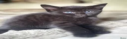 Mixed Breed cats for sale: Two beautiful kittens male and female  - Advert 5