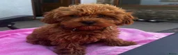Cavapoo dogs for sale: Cavapoo F1bb  - Advert 6