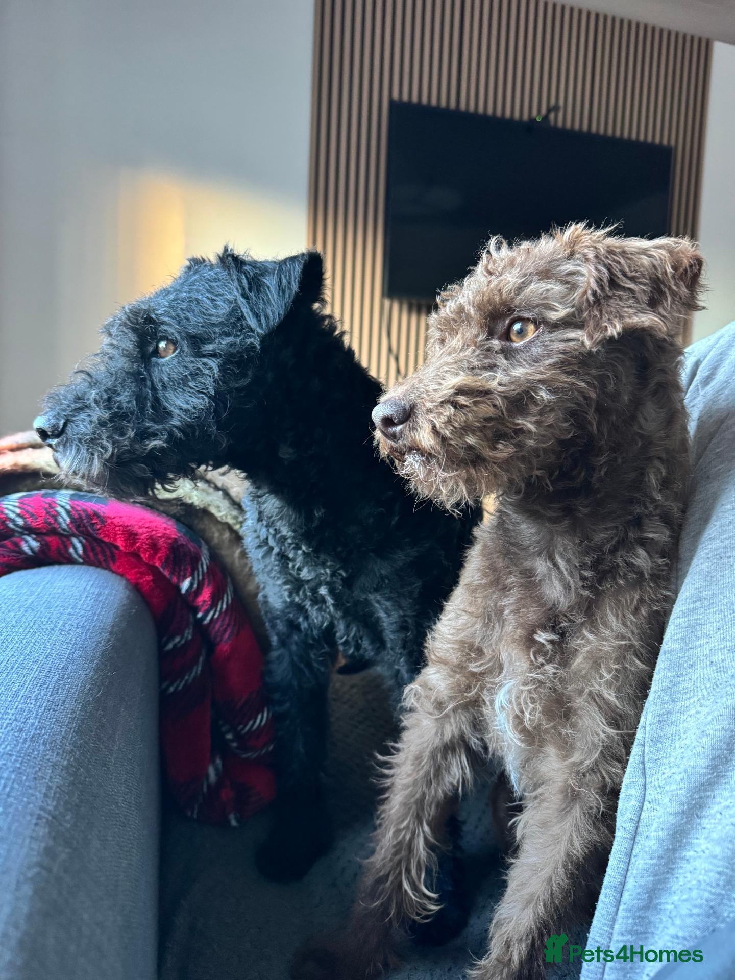 Patterdale Terrier dogs for sale: 3 Rough Coat Patterdale Terrier Puppies - Advert 7