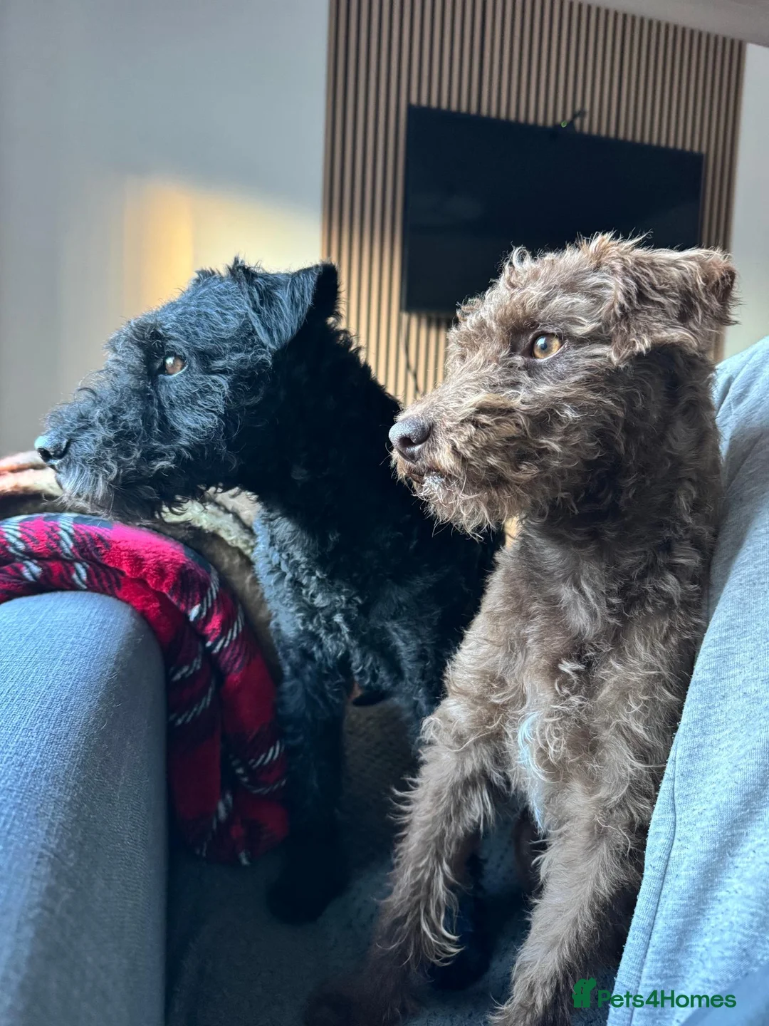 Patterdale Terrier dogs for sale: 3 Rough Coat Patterdale Terrier Puppies - Advert 1