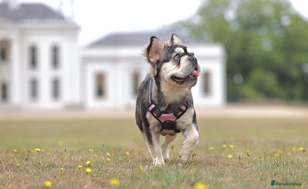 French Bulldog dogs for sale: KC reg+4 panel health+DNA EA Husky Female pup - Advert 7
