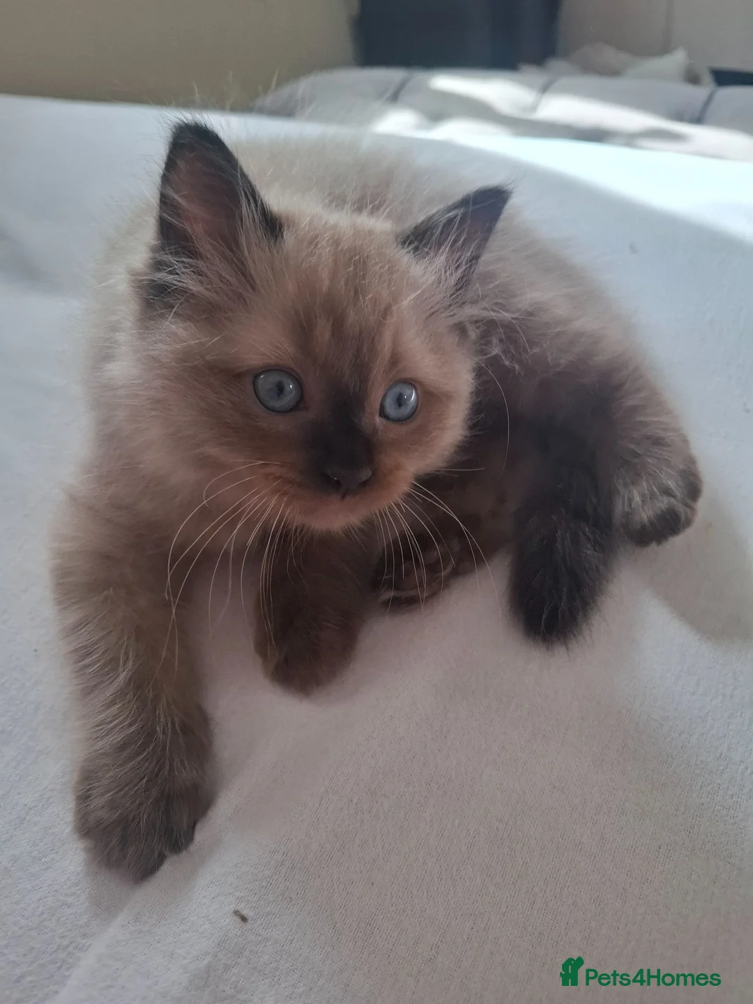 Ragdoll cats for sale: 1 mink ragdoll left.  Little boy - Advert 1