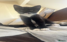 Maine Coon cats for sale: Mother and kitten  - Image 4