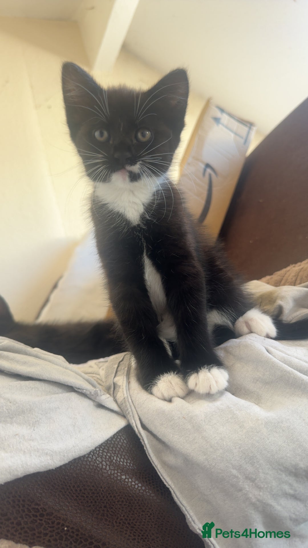 Maine Coon cats for sale: Mother and kitten  - Image 4