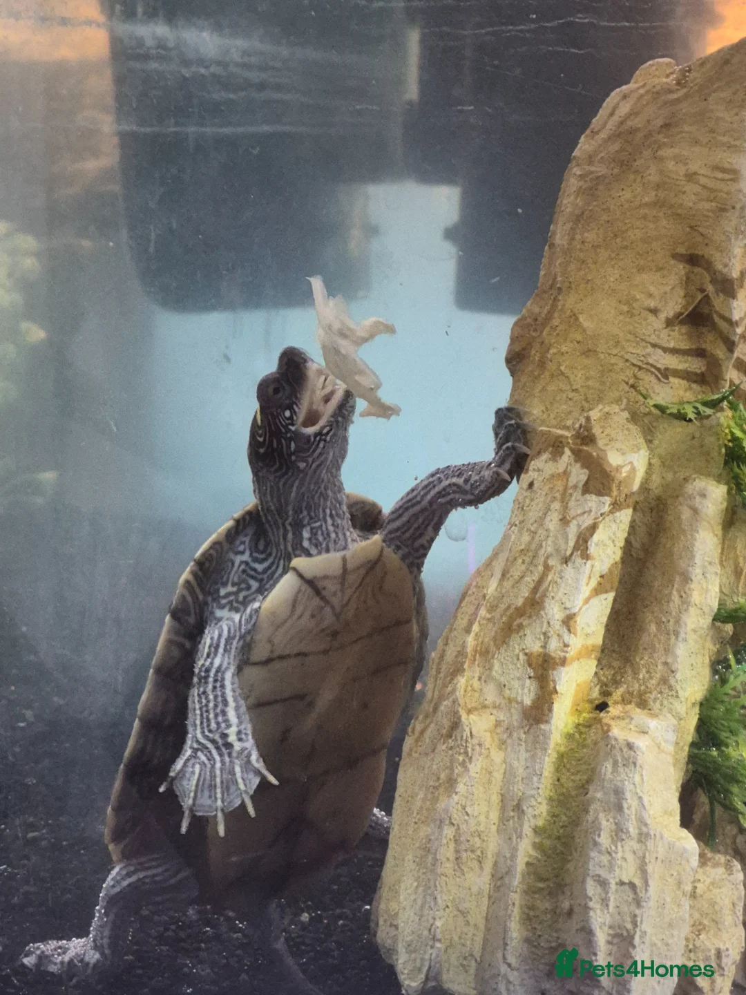 Turtle reptiles for sale: 2 Missisipi Map turtles in London - Advert 1