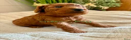 Cockapoo dogs for sale: Beautiful F2 Cockapoo Puppies  - Advert 15