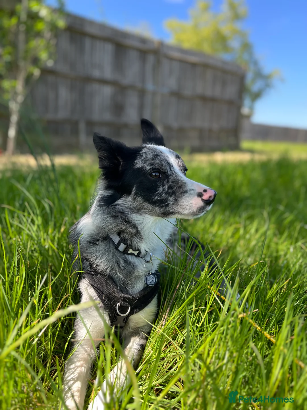 Border Collie dogs for sale: Merle border collie male  - Advert 3