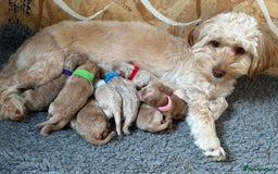 Sproodle dogs for sale: Gorgeous Sproodle Puppies - Image 1