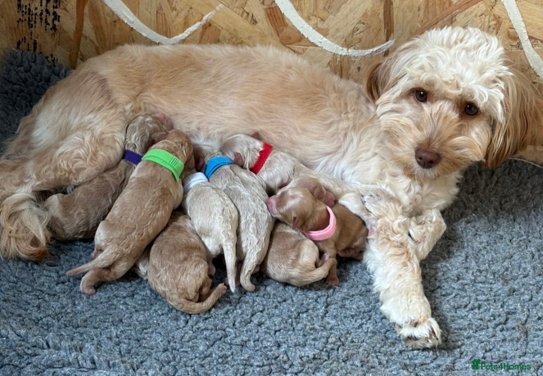 Sproodle dogs for sale: Gorgeous Sproodle Puppies - Image 1
