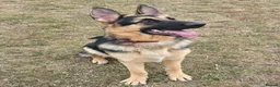 German Shepherd dogs for stud: Straight back stunning B&T Stud - Advert 1