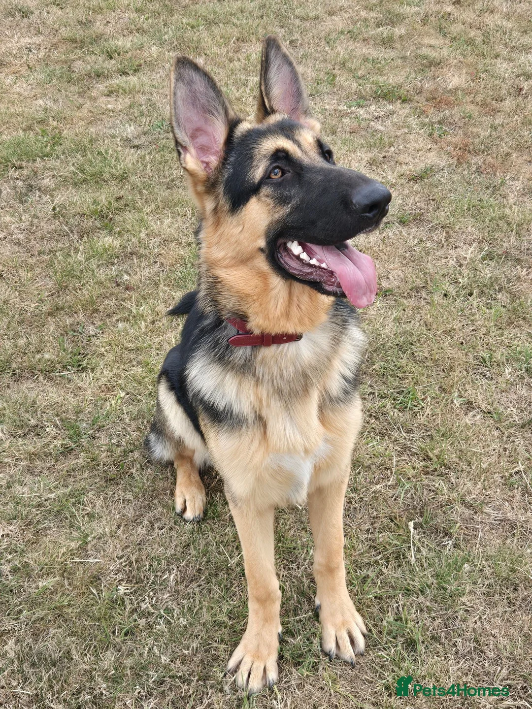 German Shepherd dogs for stud: Straight back stunning B&T Stud - Advert 1