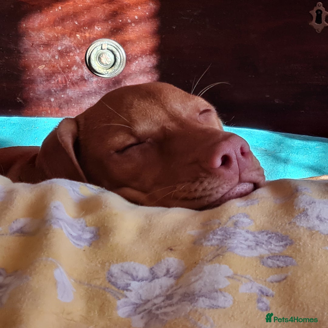 Hungarian Vizsla dogs for sale: PEDIGREE HUNGARIAN VIZLA GIRL 6 Months Old. - Image 5