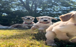 Golden Retriever dogs for sale: ⭐️Fantastic⭐️KC Reg Puppy⭐️Healthy Golden Ret - Image 8