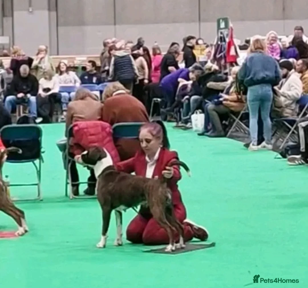 Boxer dogs for sale: 2 Stunning KC Brindle Boxer Bitches available.  - Advert 15