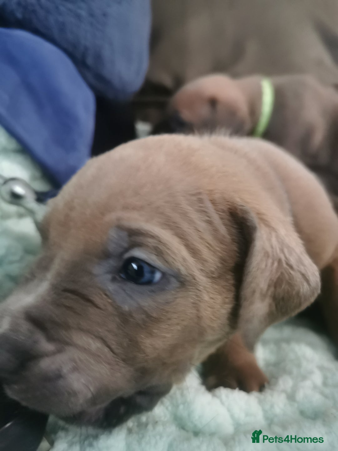 Cane Corso dogs for sale: Cane corso puppies - Advert 8
