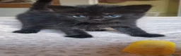 Exotic cats for sale: 2 male exotic cross kittens  - Advert 8
