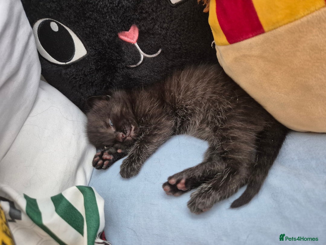 Mixed Breed cats for sale: Beautiful mixed kittens  - Image 2