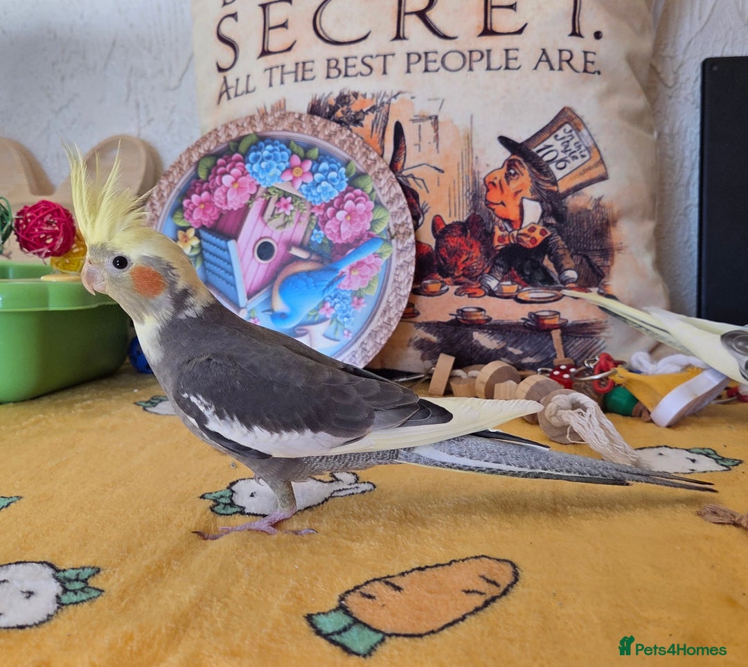 Cockatiels birds for sale: Fully weaned hand tame male baby cockatiel  - Image 11