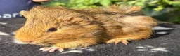Guinea Pig rodents for sale: Beautiful female guinea pigs  in Chippenham - Advert 4