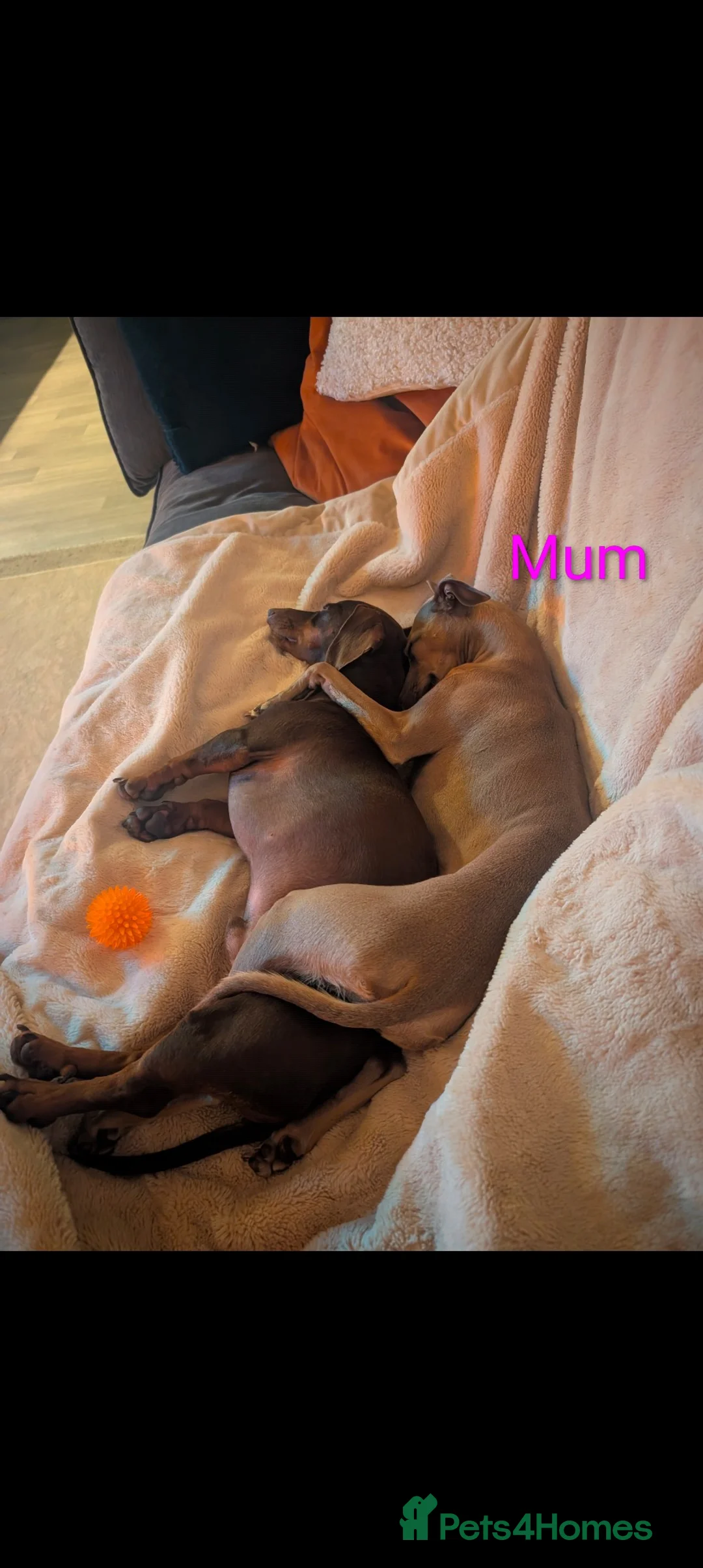 Italian Greyhound dogs for sale: Italian Greyhounds Raised in Loving Home - Advert 7