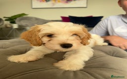 Cavapoo dogs for sale: Cavapoo puppies ready in 1 week! 2 girls left! in Brierley Hill - Image 5