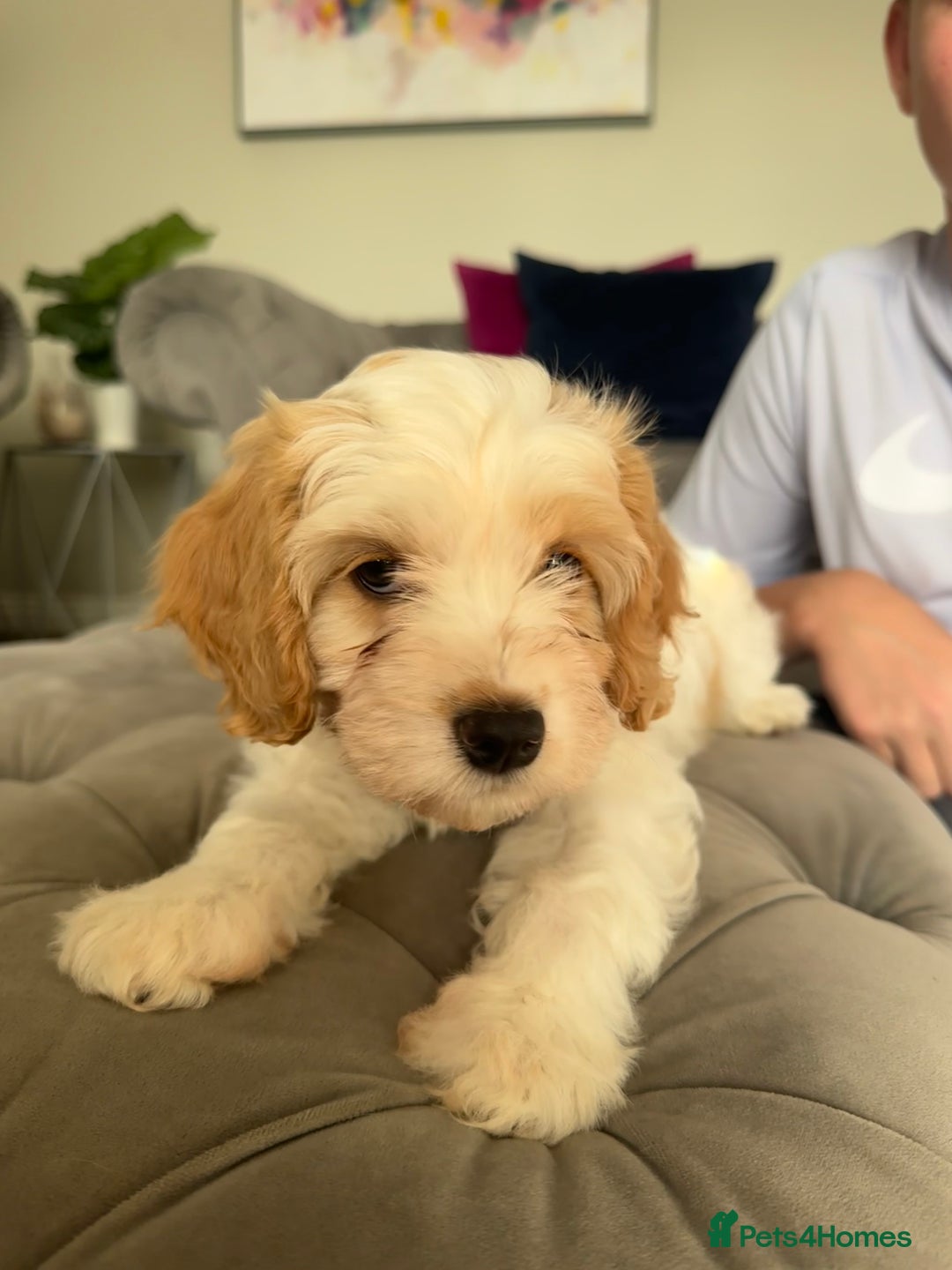 Cavapoo dogs for sale: Cavapoo puppies ready in 1 week! 2 girls left! in Brierley Hill - Image 5