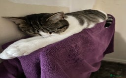 Domestic Shorthair cats for sale: Olive and Aggie  - Image 3