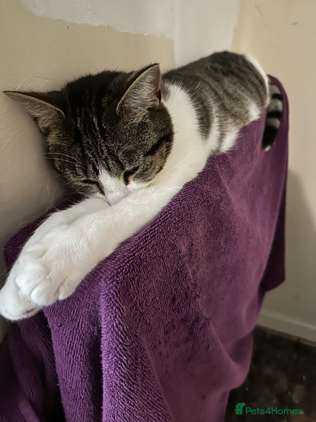 Domestic Shorthair cats for sale: Olive and Aggie  - Image 3