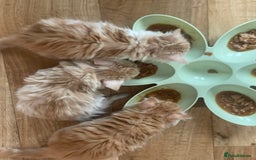 Mixed Breed cats for sale: 5 Fluffy Half Maine Coon kittens - Advert 4