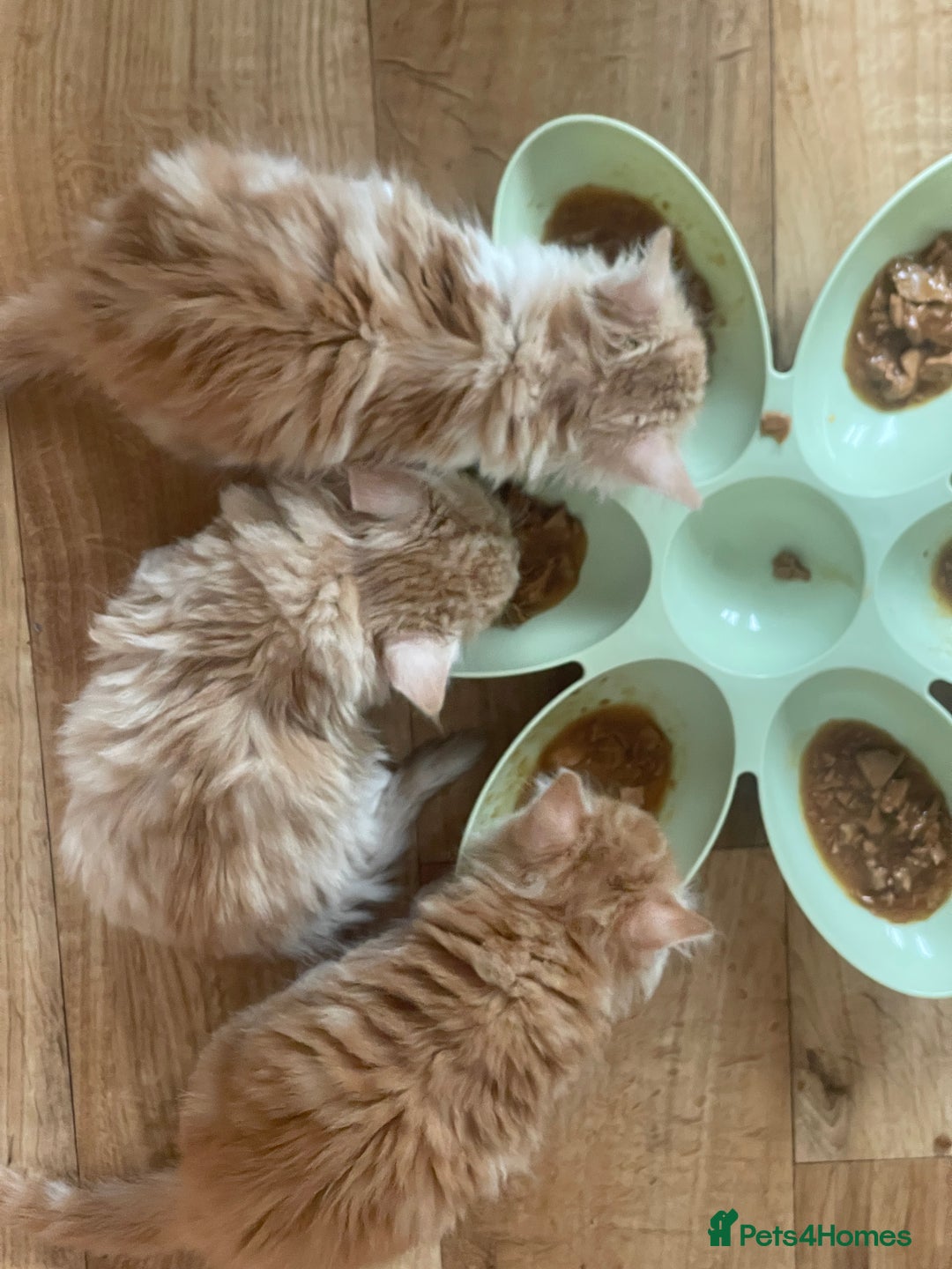 Mixed Breed cats for sale: 5 Fluffy Half Maine Coon kittens - Advert 4