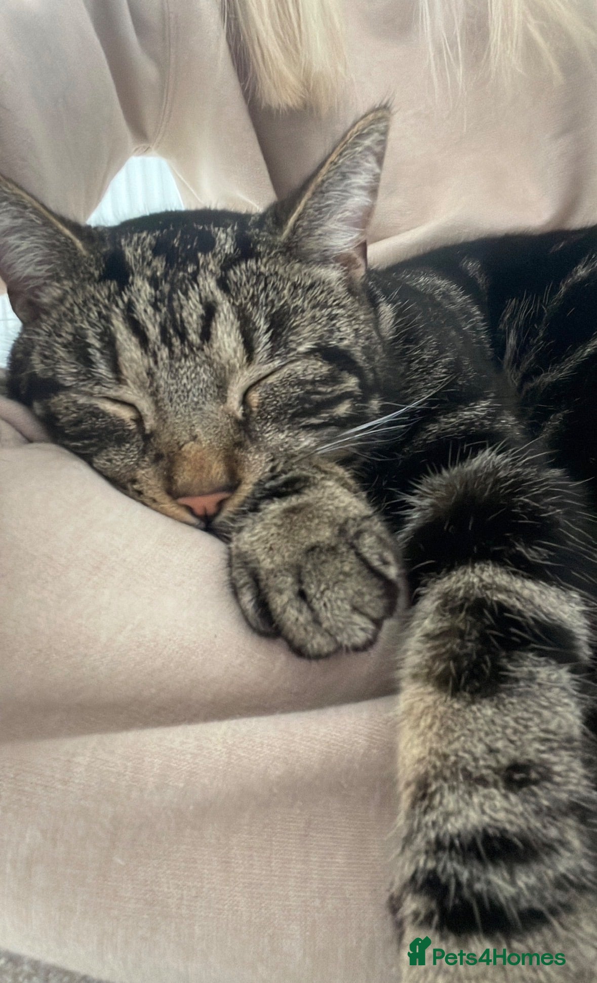 Mixed Breed cats Moggy cat / Male - Advert 15