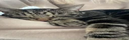 Mixed Breed cats for sale: Moggy cat / Male - Advert 1