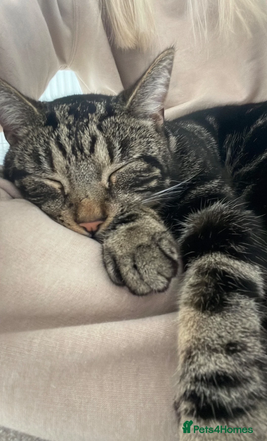 Mixed Breed cats for sale: Moggy cat / Male - Advert 1