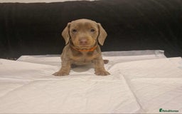 Dachshund dogs for sale: 🌈🌈 Isabella and tan Beautiful puppy’s 🌈🌈  - Image 6
