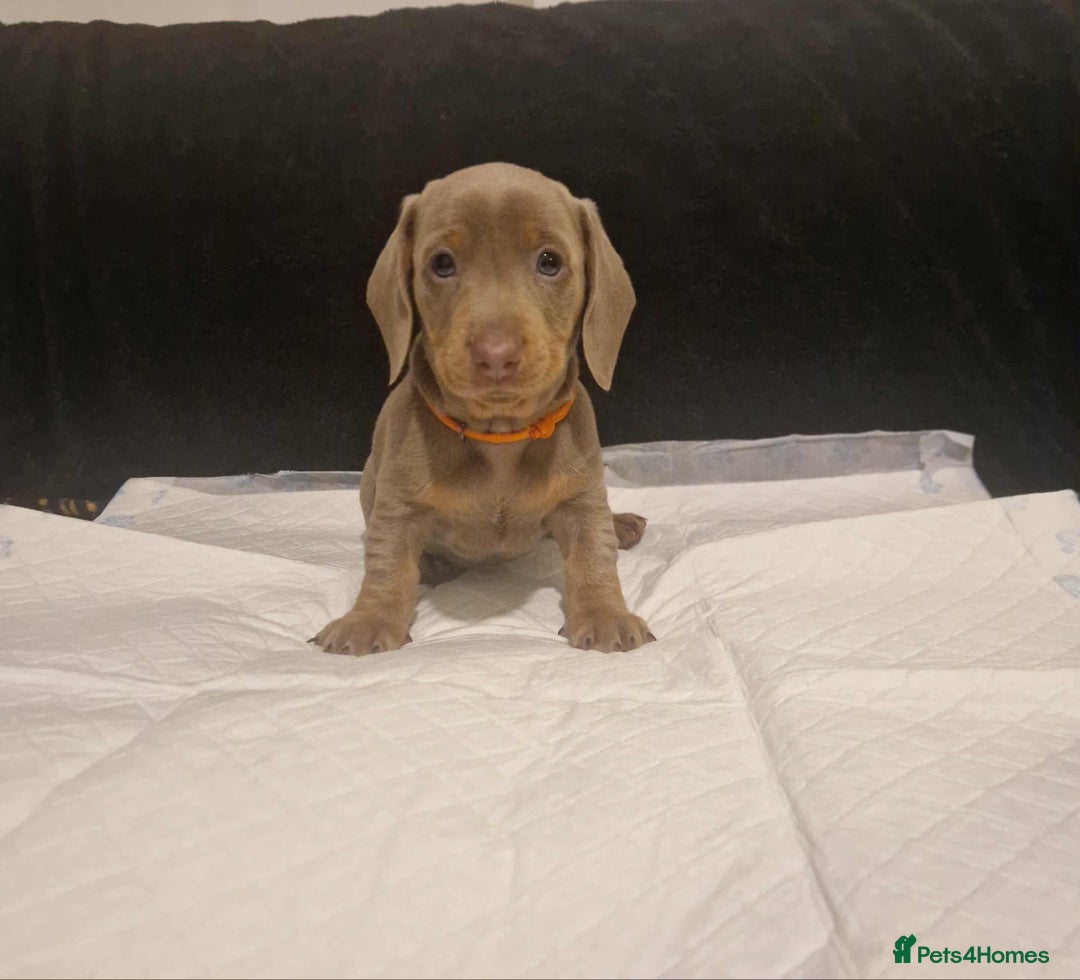 Dachshund dogs for sale: 🌈🌈 Isabella and tan Beautiful puppy’s 🌈🌈  - Image 6