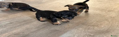 Mixed Breed 1