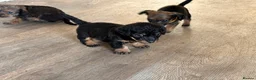 Mixed Breed dogs for sale: dach x chi x shitz pups available 5* homes - Advert 4