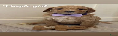 Purple collar
