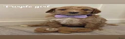 Goldendoodle dogs for sale: F1bb goldendoodle puppies  - Advert 15