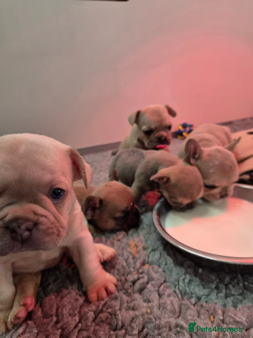 French Bulldog dogs for sale: French Bulldog KC Puppies - Advert 1