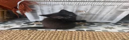 Mixed Breed cats for sale: Black and grey kitten  - Advert 11