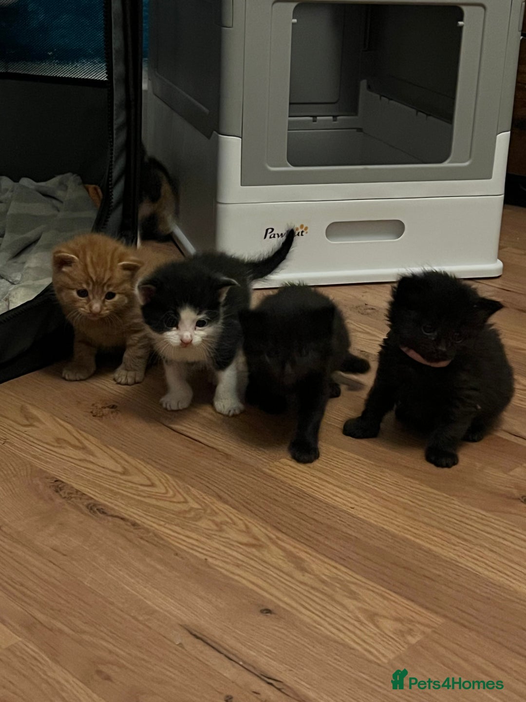 Mixed Breed cats for sale: Adorable 5-Week-Old Kittens Ready for Loving Home  - Image 10